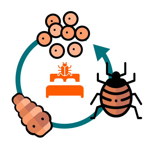 cycle de vie des punaise de lits, oeufs > larves > punaise