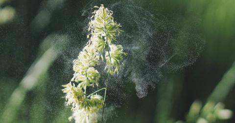 Plante sécrétant du pollen