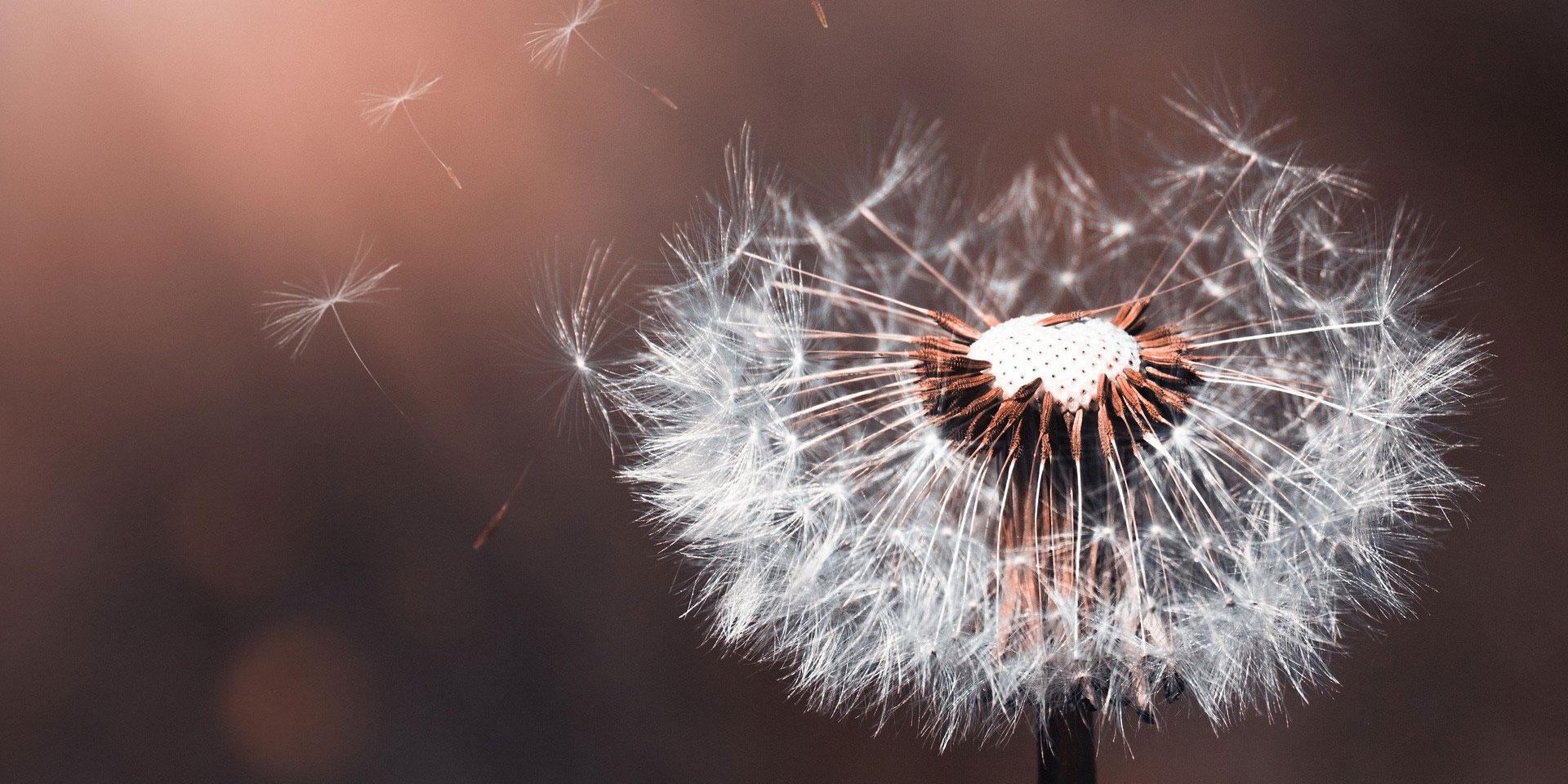 image-dandelion-article-comprendre-la-pollution-de-l'air-intérieur