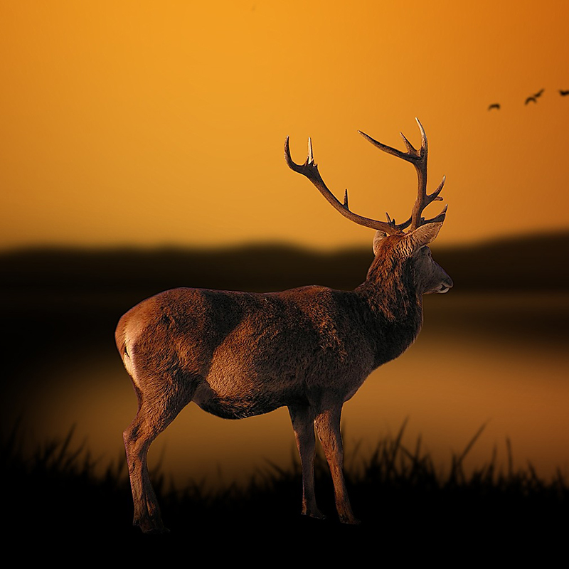 Cerf dans un paysage oranger