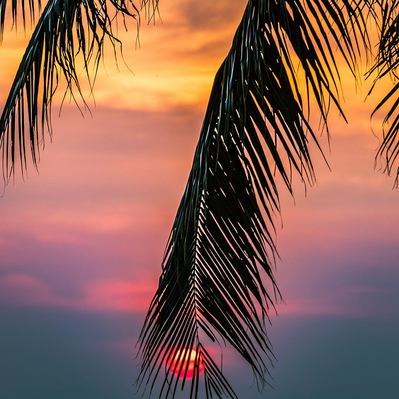 Feuilles de palmier sur un coucher de soleil orangé et violacé