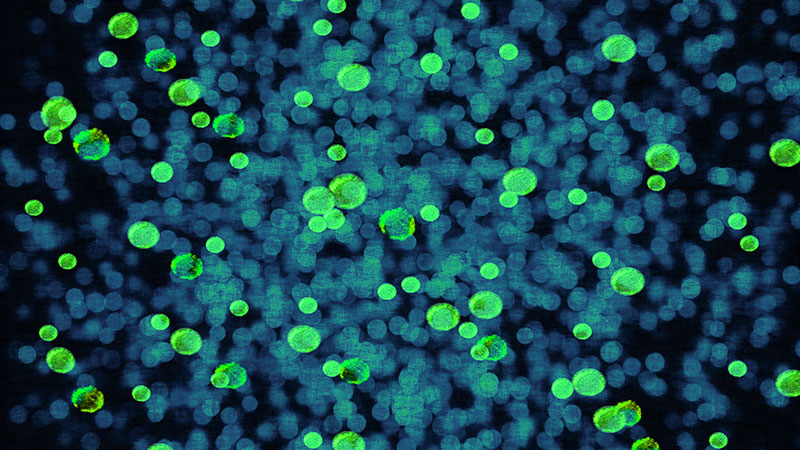 Bonne bacterie dans leur millieu point vert sur point bleu 