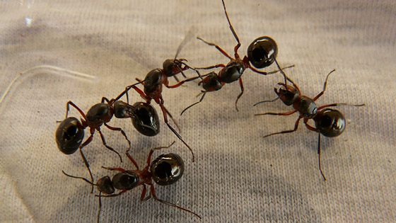 Idr - cinq fourmis 