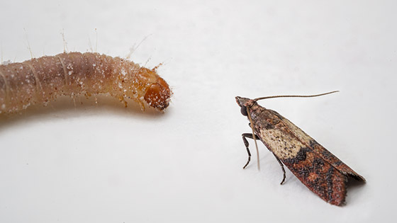 Mite adulte et mite sous forme de vers