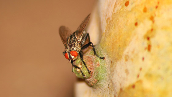 mouche de vinaigre sur un fruit 