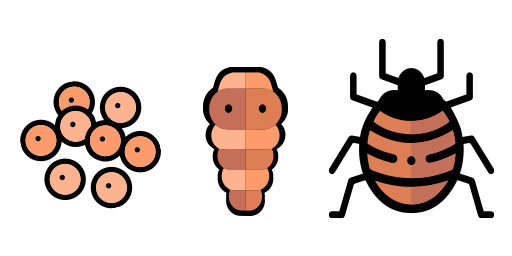 insectes idr cycle de vie, oeufs, larves, insectes en dessin bicolor  marron et beige
