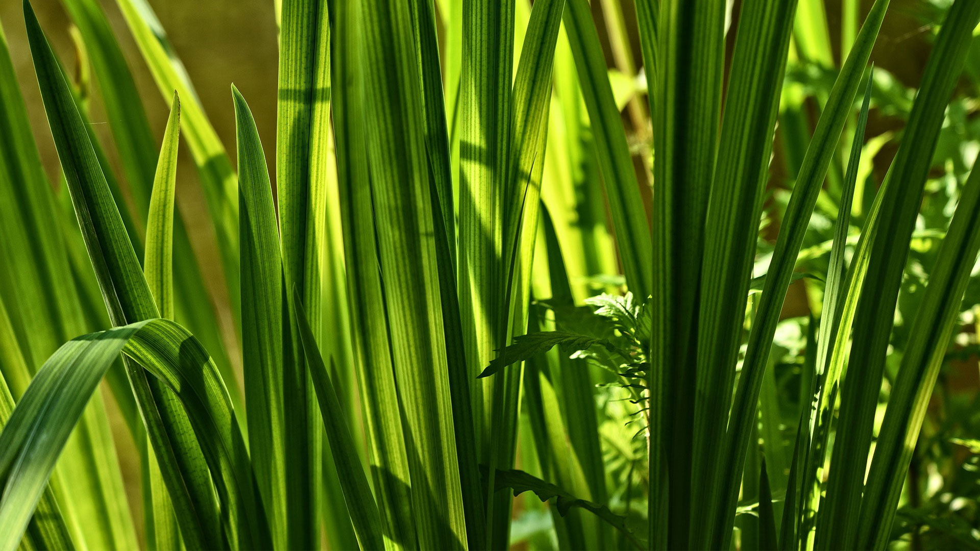 Une photo montrant des grandes tiges de feuilles vertes (herbacés)