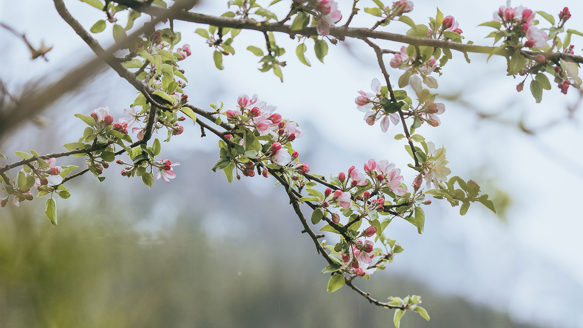 Une image représentant les branches d'un arbre de cerisier