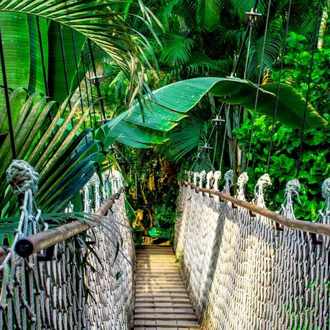 Pont en bois dans une forêt tropicale