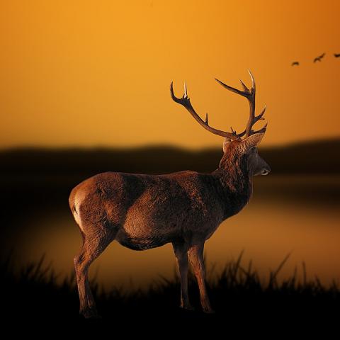 Cerf dans un paysage oranger