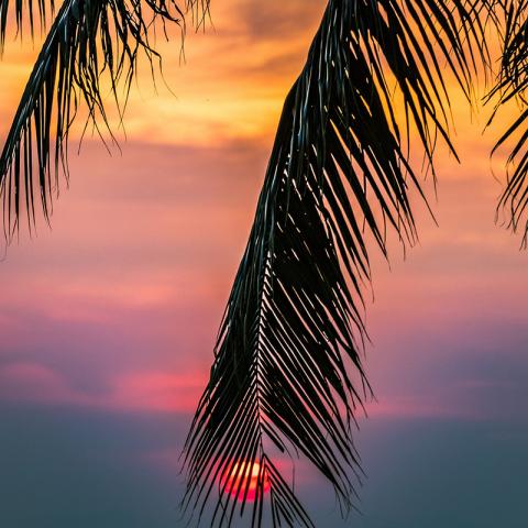 Feuilles de palmier sur un coucher de soleil orangé et violacé